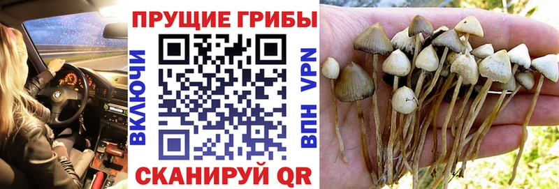 Купить  Устюжна  Галлюциногенные грибы прущие грибы 